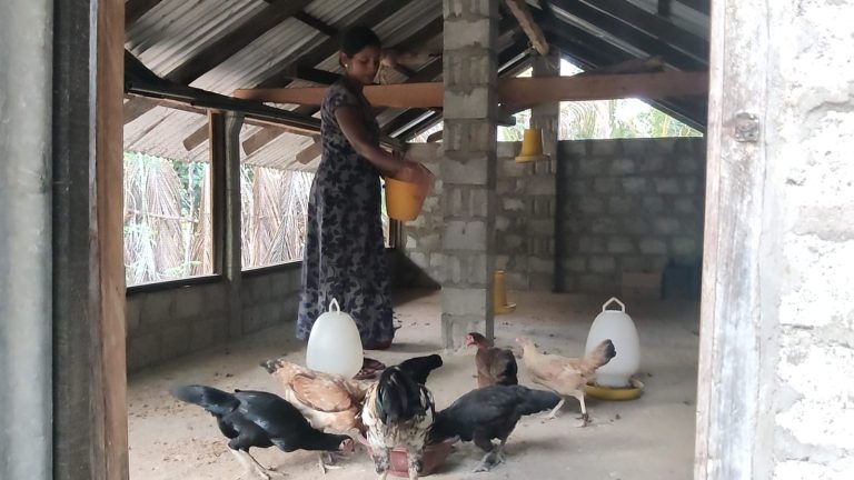 Vanni Hope, Gajen Santhirasegaran, Livelihood Support, Women Headed Family, Women Empowerment, Poultry Farming, Backyard Poultry Farming, Eachchantheevu, Kinniya, Trincomalee, Sustainable Livelihoods, Income Generation, Economic Empowerment, Disability Inclusive Livelihoods, Family Support, Rural Livelihoods, Sri Lanka